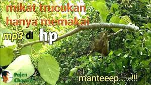 Cara memikat burung trucukan dengan pulut. Mikat Trucukan Hanya Memakai Mp3 Seru Youtube