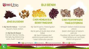 Jul 24, 2020 · benih yang bernas jika dimasukkan kedalam air akan tenggelam sedangkan benih yang hampa akan mengapung. Facebook