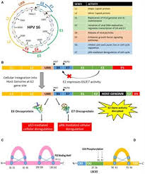 Most of the time hpv infections go away on their own in 1 to 2 years. Frontiers Human Papillomavirus E6 And E7 The Cervical Cancer Hallmarks And Targets For Therapy Microbiology