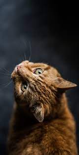 Check spelling or type a new query. Cute Cat Wallpapers Hd For Mobile Phone I Like Cats Very Much