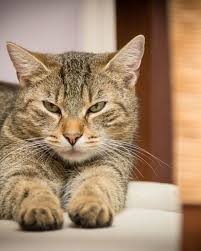 Use vasoline or bag balm to treat a simple hot spot that is dry and raw. How To Get Rid Of Hot Spots On Cats Pethelpful By Fellow Animal Lovers And Experts