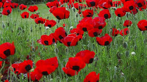 We did not find results for: Bbc Radio 4 Natural Histories Poppy
