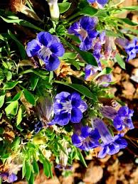 Image result for Aptosimum elongatum