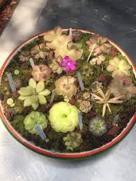 Get the latest science news and technology news read tech fortnite battle royale flytrap triple threat soundrel ventura skins leaked. 8 Nepenthes Albomarginata Red Plant Tissue Culture Ideas Red Plants Plant Tissue Red