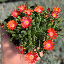 Image result for Delosperma mahonii