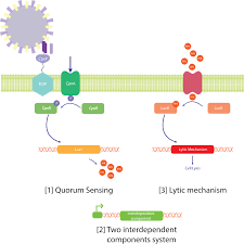 Image result for quorum sensing