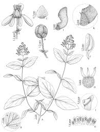 Image result for Heteropterys