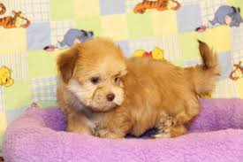 We have a shih tzu puppy at just pets! California Havanese Puppies Available Angie S Havanese Puppies