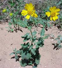 Image result for Verbesina encelioides