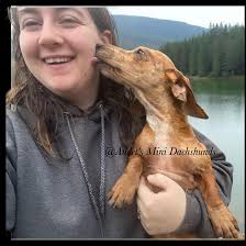 Audets Mini Dachshunds