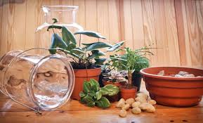 Kurzfristig gesehen hat man mit einem flaschengarten so gut wie keinen pflegeaufwand. Diy Minigarten Im Glas Anlegen Parzelle94 De
