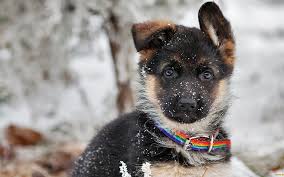 Hello friends if you want to train your dog you just click the link in bio here you can train your do, dog potty training, dog training and many more things. Hd Cute Baby German Shepherd Wallpapers Peakpx