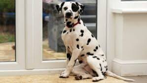 Maybe you would like to learn more about one of these? The Best Pet Patio Doors