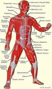 Muscle Man Anterior In 2021 Human Muscle Anatomy Muscle Anatomy Human Anatomy And Physiology