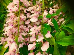 Check spelling or type a new query. Wisteria Floribunda Rare Rosea Vine Climber Pink Delv From Sept 19 Brenlissa Online Nursery