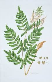 Image result for Osmunda regalis