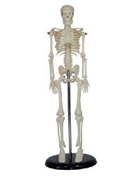 Triptych of takiyasha the witch and the skeleton spectre, c. Insan Iskeleti Modeli 45cm Ece Egitim Ve Ders Gerecleri Ltd Sti