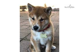 A visit to our home or arranged meeting is a must. Alku Shiba Inu Puppy For Sale Near Chicago Illinois A0b34f61 3731