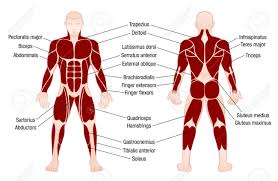 muscle chart with accurate description of the most important