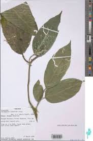 Image result for Strombosia scheffleri