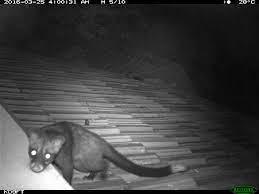 Life Of A Common Palm Civet In Singapore The Musings Of A Musang