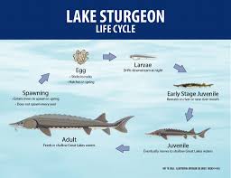 Lake Sturgeon Life Cycle Lake Sturgeon Sturgeon Fish