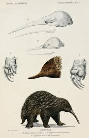 Biomedical Ephemera Or A Frog For Your Boils Scientific Illustration Scientific Drawing Fauna Illustration