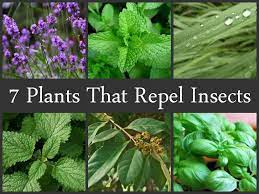 14 Herbs Plants That Repel All Types Of Insects Insect Repellent Plants Mosquito Repelling Plants Plants That Repel Flies