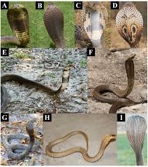 Explore hghjim's photos on flickr. How The Cobra Got Its Flesh Eating Venom Cytotoxicity As A Defensive Innovation And Its Co Evolution With Hooding Aposematic Marking And Spitting Abstract Europe Pmc