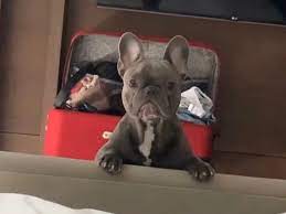 Going into 2021, megan officially became a dog mom to five good boys. Tea Sesh On Twitter Megan Thee Stallion S Dog 4oe Has Allegedly Been Kidnapped By Her Record Label After Posting This On Ig This Is Straight Up Disgusting Wtf Https T Co Fxzbqni2md