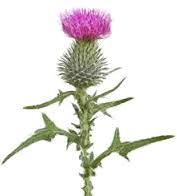 Could it have something to do with a little known verse, added sometime around 1745 as a prayer in support of field marshal george wade. Flower Of Scotland Mac Hare