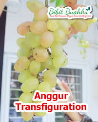 Buah anggur sendiri bisa diolah menjadi jus, jelly, atau bahkan di makan. Jual Bibit Anggur Transfiguration Jenis Anggur Meja Import Yang Manis Dan Mudah Berbuah Di Indonesia Bibit Buahku
