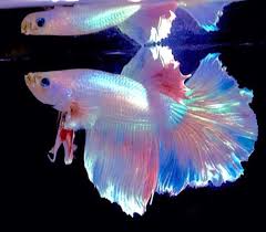 He does not yet have a name, but he's a gorgeous platinum and yellow half moon betta. Feather Tail Halfmoon Platinum White Betta Fish W Rainbow Accents Blue Eyes Betta Fish Betta Fish