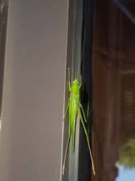 Image result for Ruspolia sp. no. 1 (Biegel 5407)