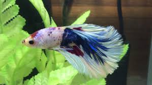 Although this disease can be treatable, if left for extensive periods of time. Drat It The Betta Takeover Continues