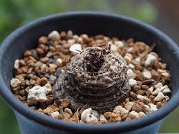 Image result for Aeollanthus subacaulis