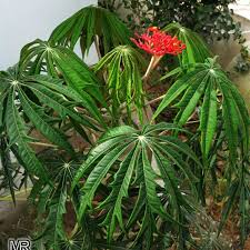 Image result for Jatropha multifida