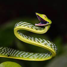 National Geographic India On Instagram A Green Asian Vine Snake Ahaetulla Nasuta Spotted In Amboli India Didyouknow Vine Snake Snake National Geographic