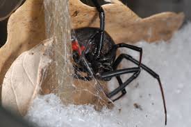They prefer cold, dark areas to create their webs. Black Widows In Minnesota