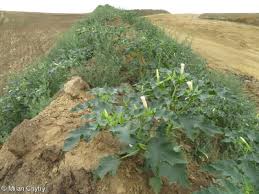 Image result for Datura stramonium