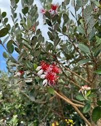Image result for Feijoa sellowiana