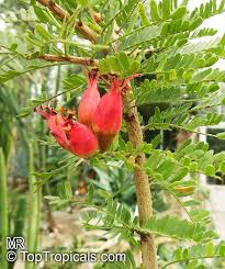 Image result for Schotia afra