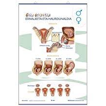 Resultado de imagen de digestio aparatua organoak