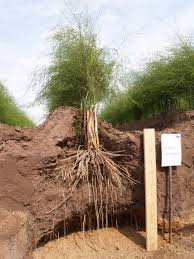 Asparagus Root System Asparagus Roots Garden Inspiration Vegetable Garden