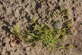 Image result for Corrigiola