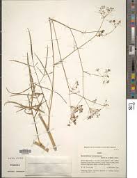Image result for Heteromorpha involucrata