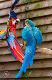 Both males and women have these gorgeous tails with 2 longer plumes that. Macaw Scarlet And Blue And Yellow Parrots Long Tailed Colorful Stock Photo Picture And Royalty Free Image Image 124905189
