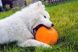 Cats can eat tinned tuna in water as long as it's fed as part of a balanced diet. Can Dogs Eat Pumpkin Daily Paws