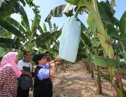 • pengeluaran pengeluaran secara pukal dapat meminimakan kos pengeluaran pengeluaran pada francaisi. Anim Agro Technology Misteri Pisang