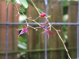 Image result for Microglossa densiflora